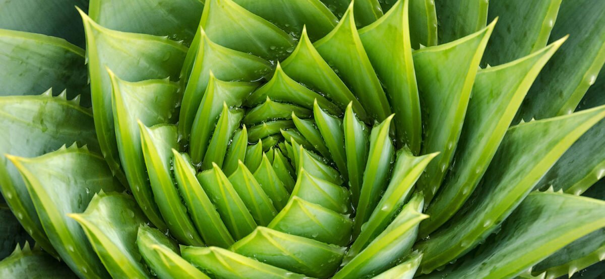 Aloes dla urody